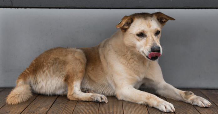 Can dogs eat gum? Dog licking its lips while lying on a wooden floor.