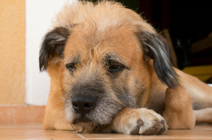 A close-up of a dog with a sad expression lying down, possibly experiencing Common Dog Skin Issues.