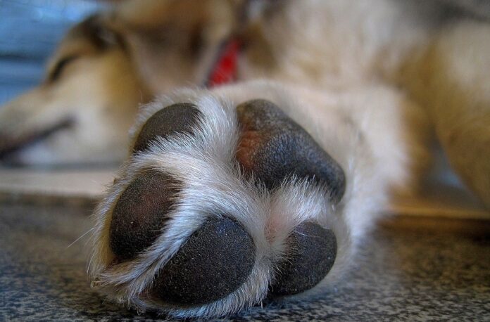 A sleeping dog with a clean paw, demonstrating how to treat dog paw infections at home through proper hygiene