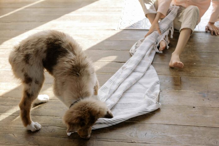 Why Does My Dog Chew on the Towel? - A dog with brown and white fur chewing on a striped towel while a person is pulling it.